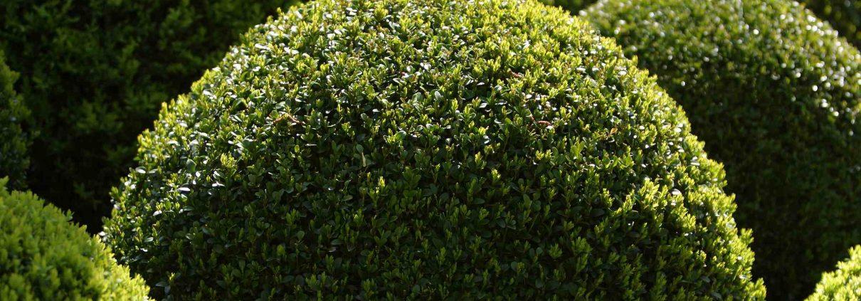 Todo lo que debes saber acerca de la conservación y la limpieza de zonas verdes 1 podas de setos en santander limpiezas dolnar