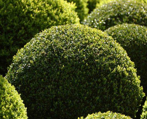 podas de setos en santander limpiezas dolnar