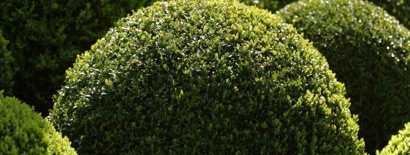 podas de setos en santander limpiezas dolnar